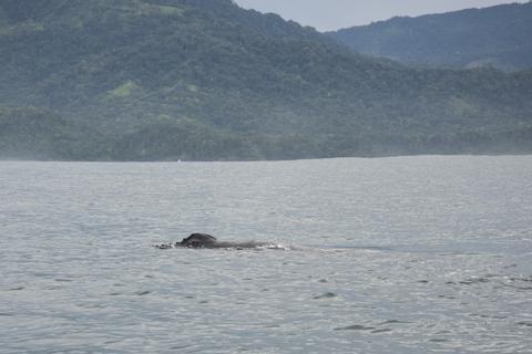 Bahia Aventuras Combo Tour Costa Rica